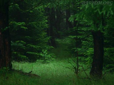 グリーン 深い森 自然との共存 魂の本質 癒しから変容へ マリアの 癒し